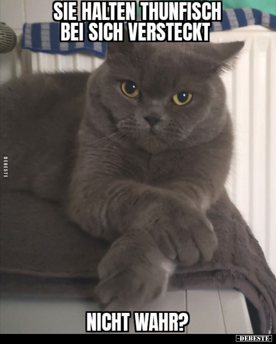 Sie halten Thunfisch bei sich versteckt.
Nicht wahr?