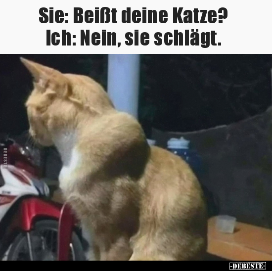 Sie: Beißt deine Katze? Ich: Nein, sie schlägt.. - Lustige Bilder | DEBESTE.de