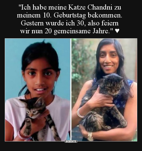 Katze, Geburtstag, Feiern