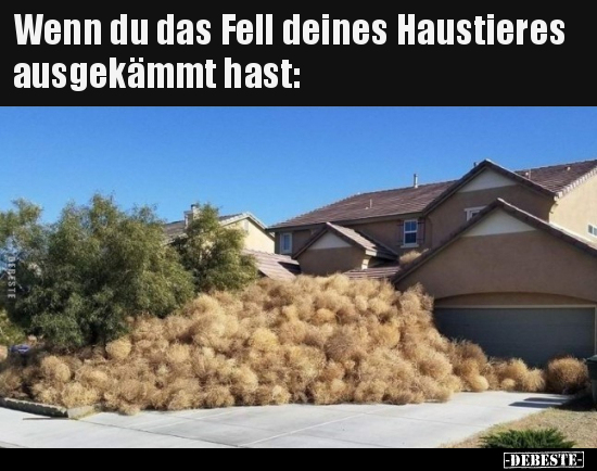 Wenn du das Fell deines Haustieres ausgekämmt hast.. - Lustige Bilder | DEBESTE.de