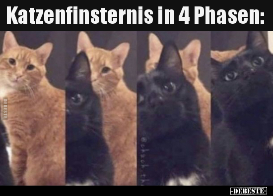 Katzenfinsternis in 4 Phasen.. - Lustige Bilder | DEBESTE.de