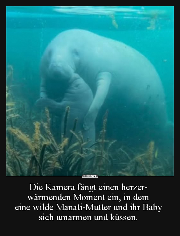 Die Kamera fängt einen herzerwärmenden Moment ein.. - Lustige Bilder | DEBESTE.de