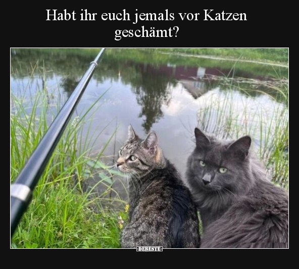 Habt ihr euch jemals vor Katzen geschämt?.. - Lustige Bilder | DEBESTE.de