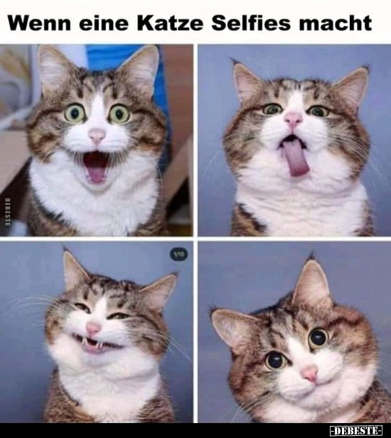 Wenn eine Katze Selfies macht.. - Lustige Bilder | DEBESTE.de