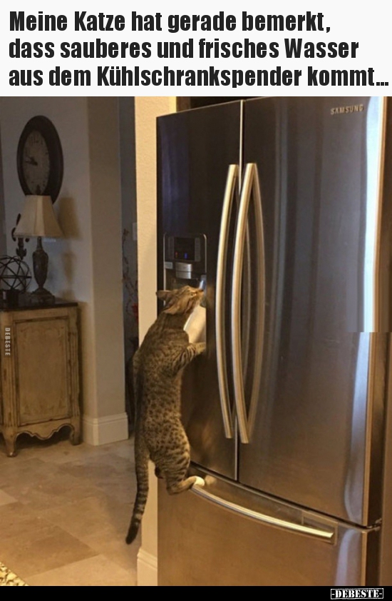 Meine Katze hat gerade bemerkt, dass sauberes und frisches..