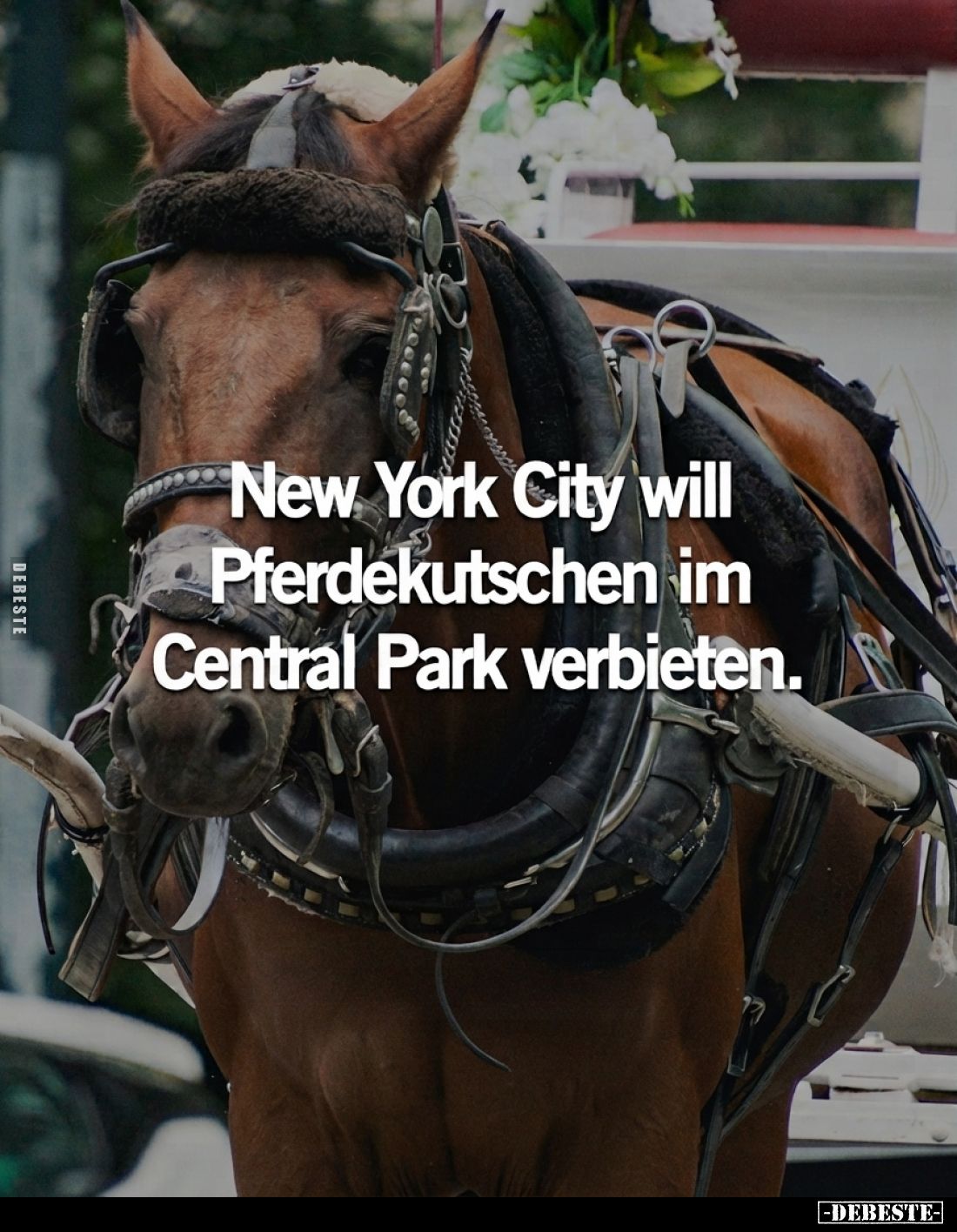 New York City will
Pferdekutschen im
Central Park verbieten.