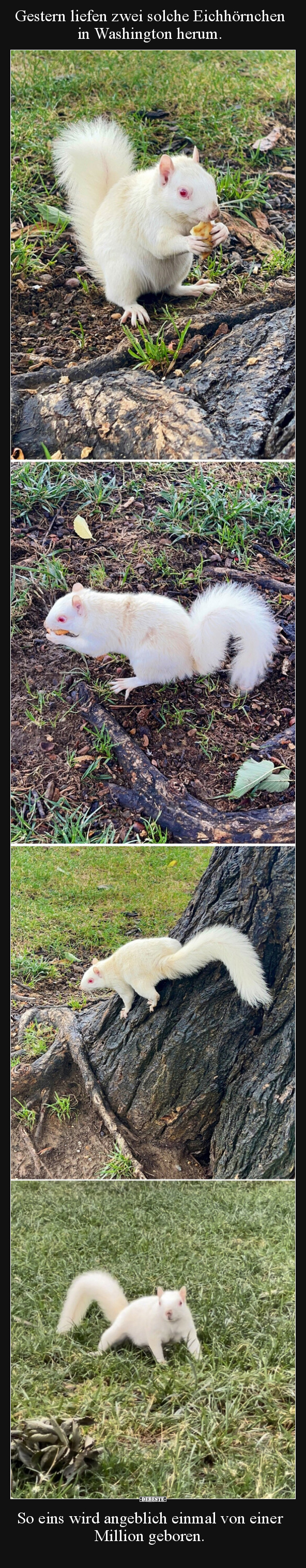 Gestern liefen zwei solche Eichhörnchen in Washington.. - Lustige Bilder | DEBESTE.de