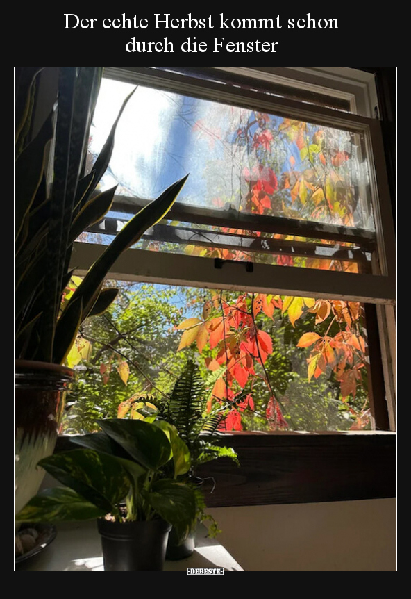 Der echte Herbst kommt schon durch die Fenster.. - Lustige Bilder | DEBESTE.de