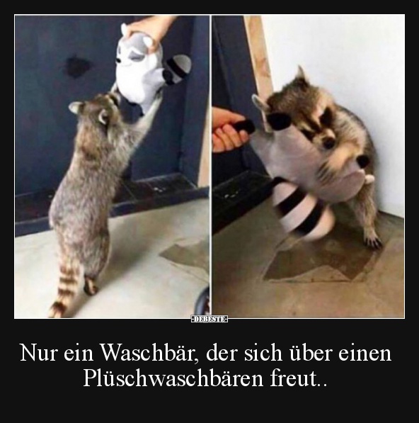 Nur ein Waschbär, der sich über einen Plüschwaschbären freut.. - Lustige Bilder | DEBESTE.de