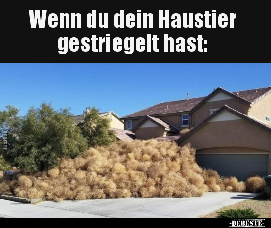 Wenn du dein Haustier gestriegelt hast.. - Lustige Bilder | DEBESTE.de