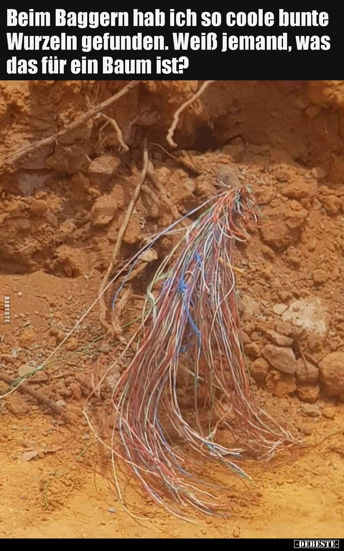 Beim Baggern hab ich so coole bunte Wurzeln gefunden. Weiß jemand, was das für ein Baum ist?