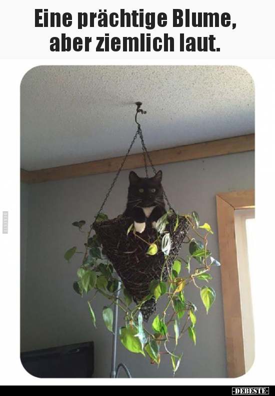 Eine prächtige Blume, aber ziemlich laut.