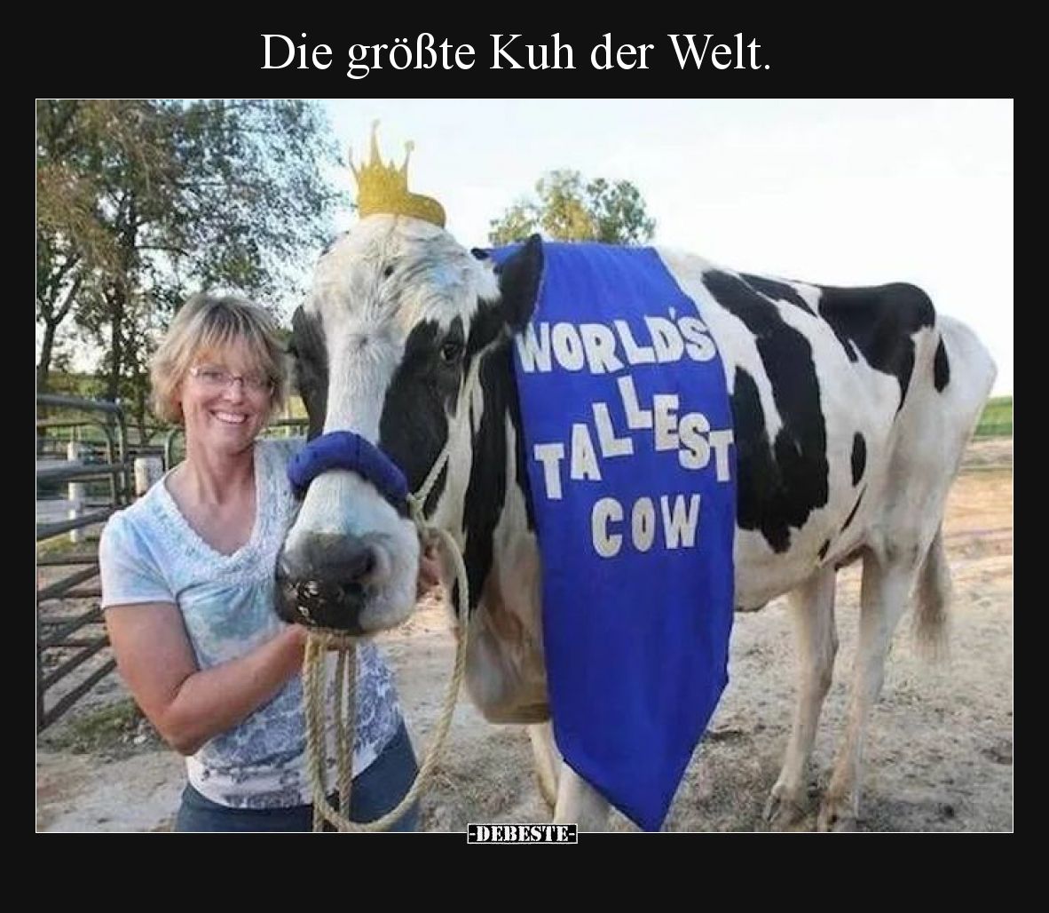 Die größte Kuh der Welt.