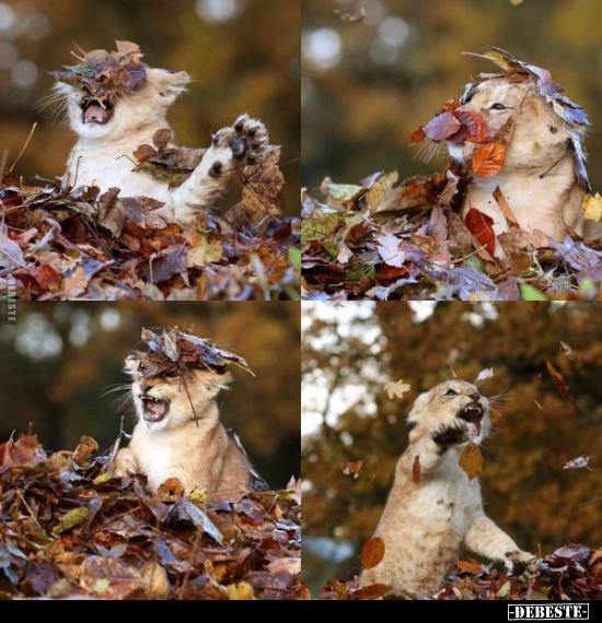  - Lustige Bilder | DEBESTE.de