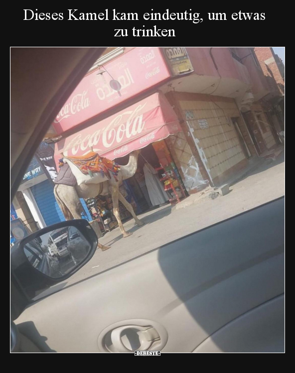 Dieses Kamel kam eindeutig, um etwas zu trinken.. - Lustige Bilder | DEBESTE.de