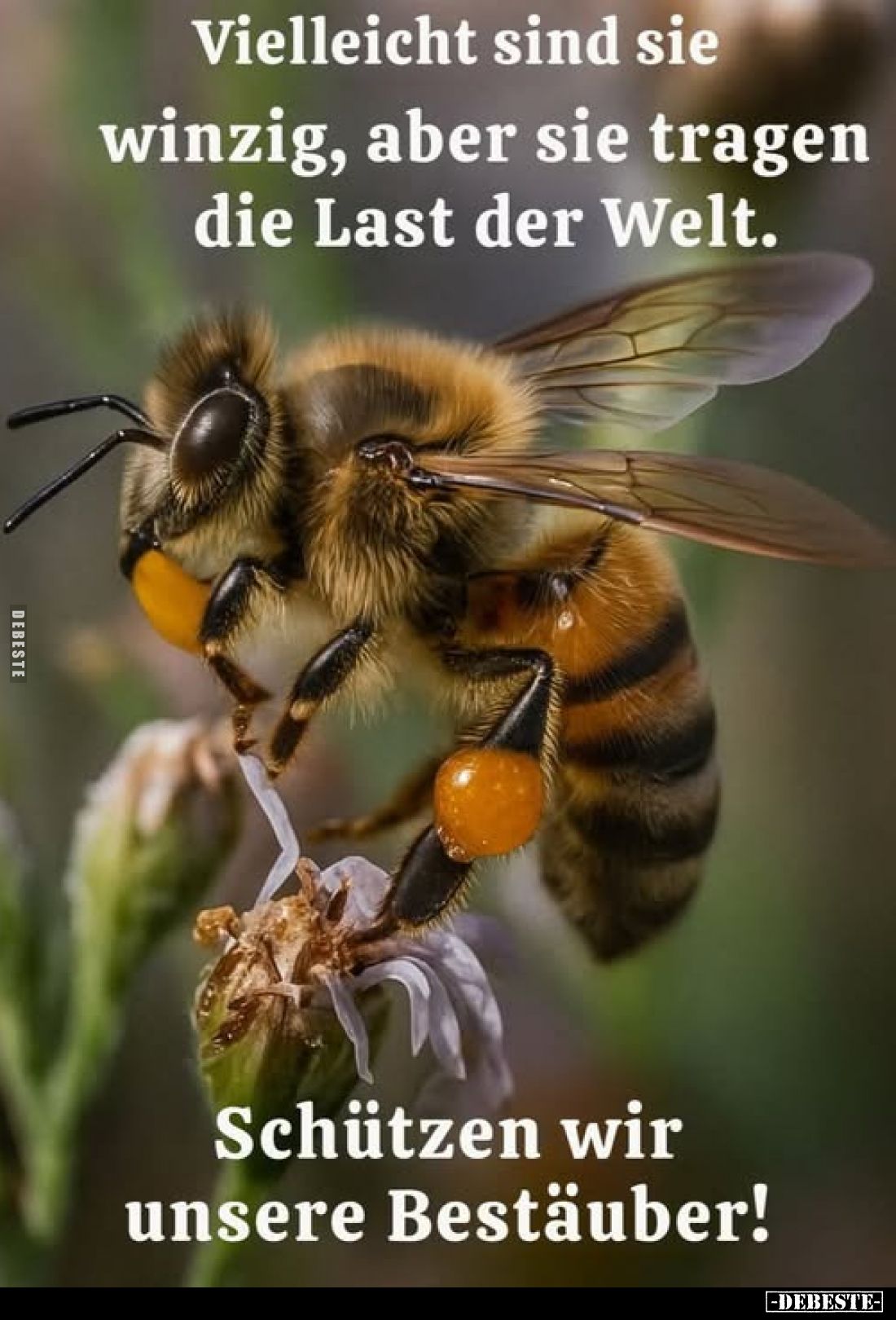 Vielleicht sind sie
winzig, aber sie tragen die Last der Welt.
Schützen wir unsere Bestäuber!