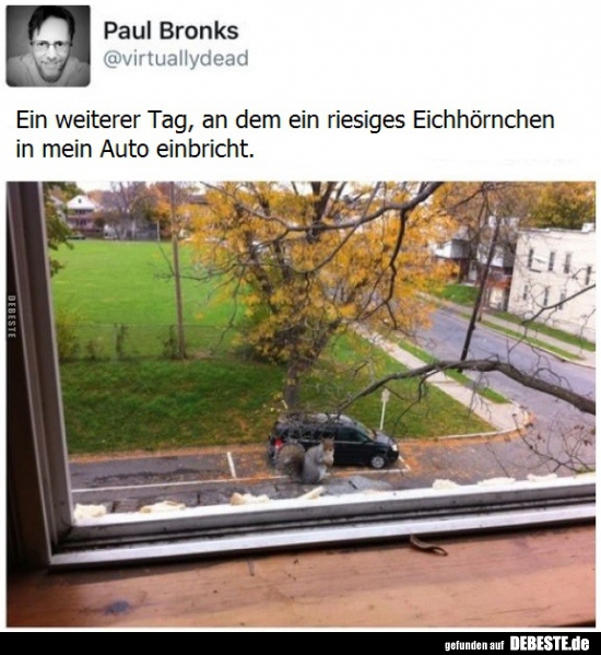 Ein weiterer Tag, an dem ein riesiges Eichhörnchen in mein..