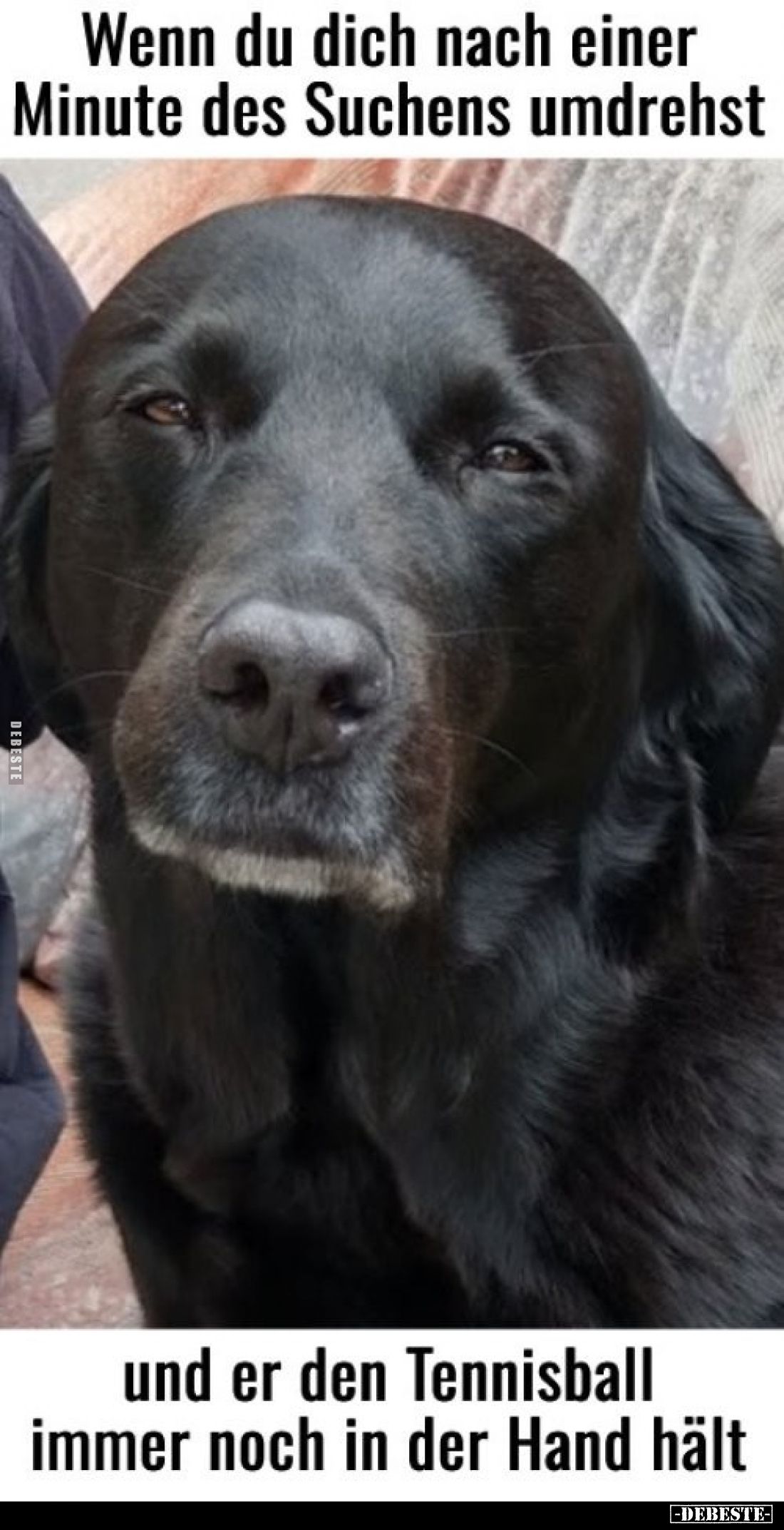 Wenn du dich nach einer Minute des Suchens umdrehst
und er den Tennisball immer noch in der Hand hält.