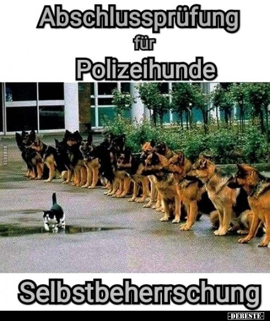 Abschlussprüfung für Polizeihunde.. - Lustige Bilder | DEBESTE.de
