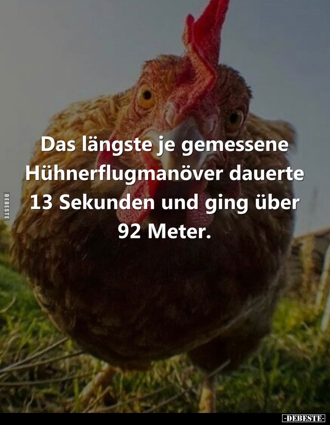 Das längste je gemessene Hühnerflugmanöver dauerte 13 Sekunden und ging über 92 Meter.