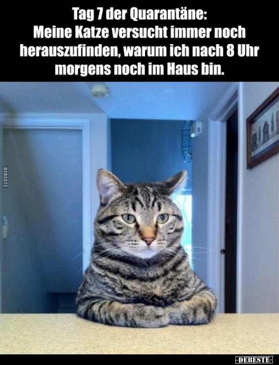 Tag 7 der Quarantäne: Meine Katze versucht immer noch.. - Lustige Bilder | DEBESTE.de