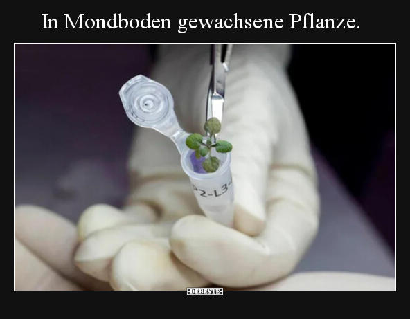 In Mondboden gewachsene Pflanze. - Lustige Bilder | DEBESTE.de