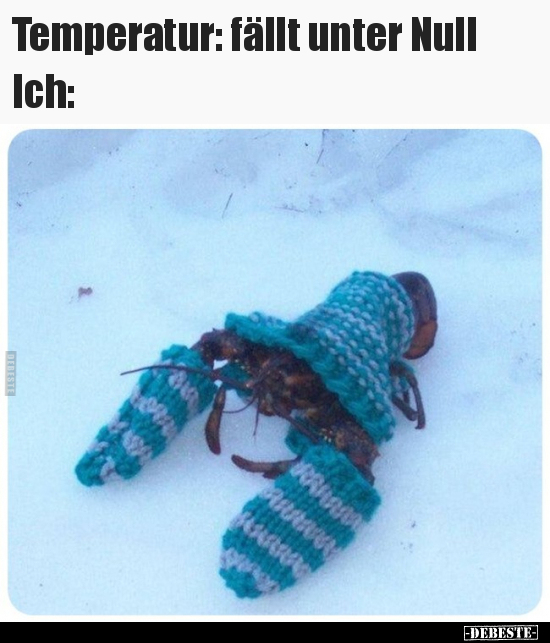 Temperatur: fällt unter Null.. - Lustige Bilder | DEBESTE.de