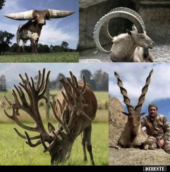  - Lustige Bilder | DEBESTE.de