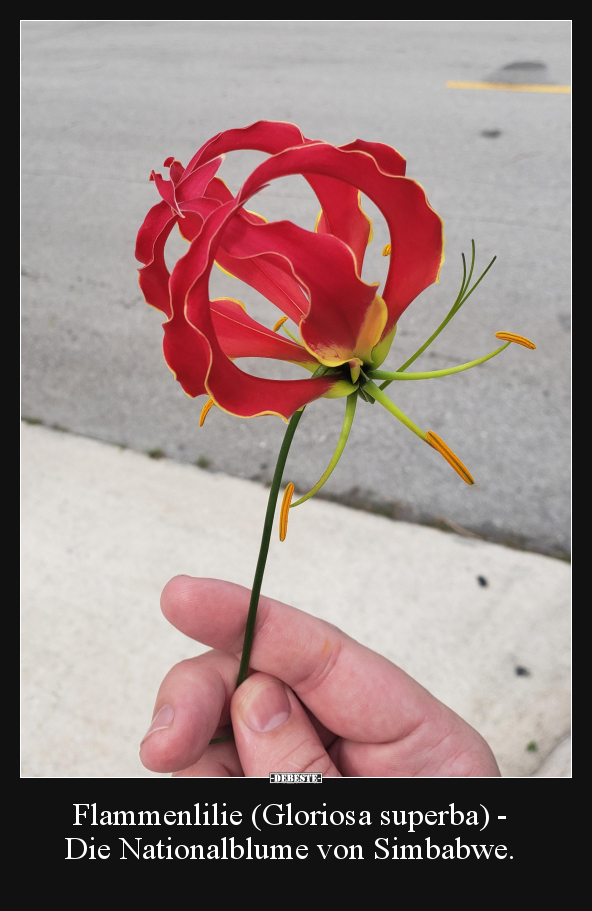 Flammenlilie (Gloriosa superba) - Die Nationalblume von.. - Lustige Bilder | DEBESTE.de