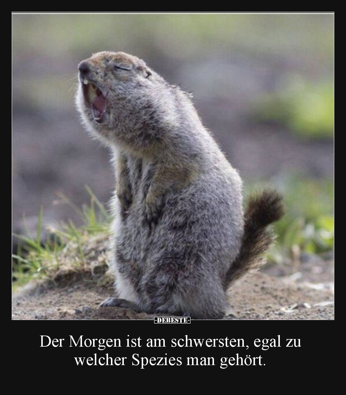 Der Morgen ist am schwersten, egal zu welcher Spezies man gehört.