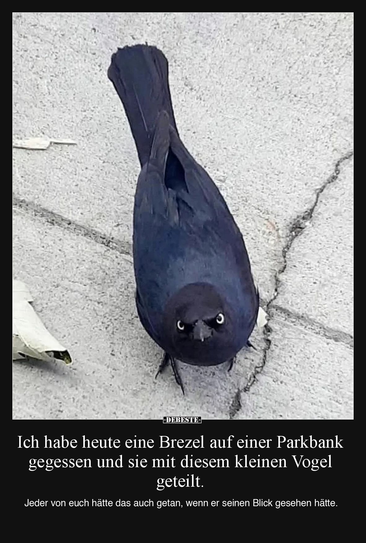Ich habe heute eine Brezel auf einer Parkbank gegessen und sie mit diesem kleinen Vogel geteilt. 

Jeder von euch hätte das...