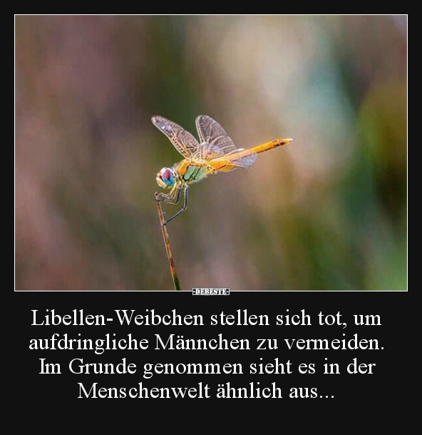 Libellen-Weibchen stellen sich tot, um aufdringliche.. - Lustige Bilder | DEBESTE.de