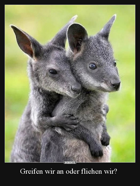Greifen wir an oder fliehen wir?..