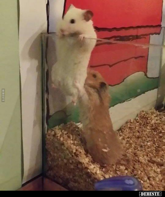  - Lustige Bilder | DEBESTE.de