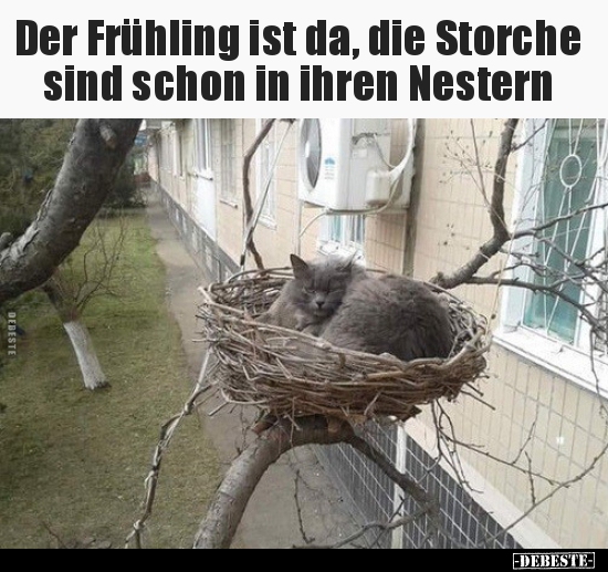 Der Frühling ist da, die Storche sind schon in ihren.. - Lustige Bilder | DEBESTE.de