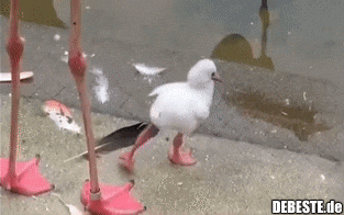 Ein kleiner Flamingo lernt, auf einem Bein zu stehen. - Lustige Bilder | DEBESTE.de