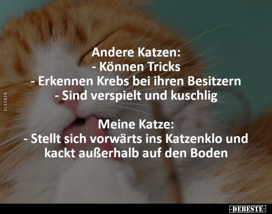 Andere Katzen: - Können Tricks - Erkennen Krebs bei ihren.. - Lustige Bilder | DEBESTE.de