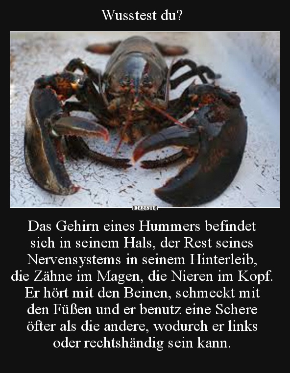 Wusstest du? Das Gehirn eines Hummers befindet sich in.. - Lustige Bilder | DEBESTE.de