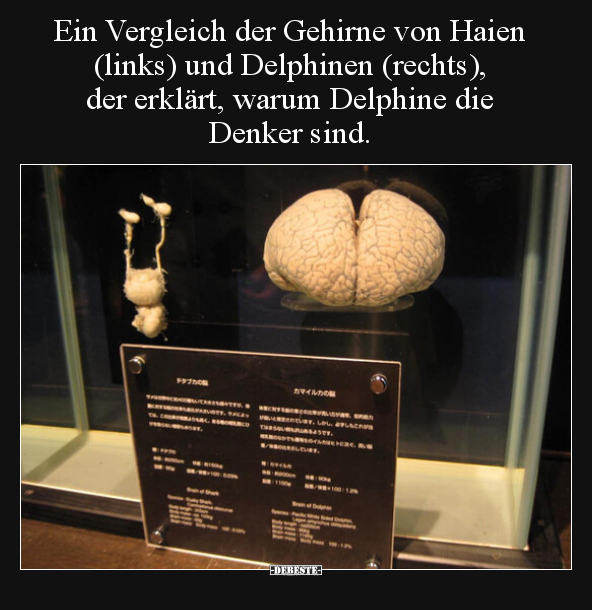 Ein Vergleich der Gehirne von Haien (links) und Delphinen.. - Lustige Bilder | DEBESTE.de