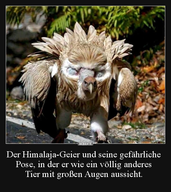 Der Himalaja-Geier und seine gefährliche Pose, in der er.. - Lustige Bilder | DEBESTE.de