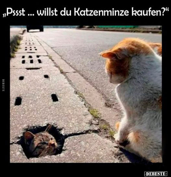 "Pssst... willst du Katzenminze kaufen?".. - Lustige Bilder | DEBESTE.de