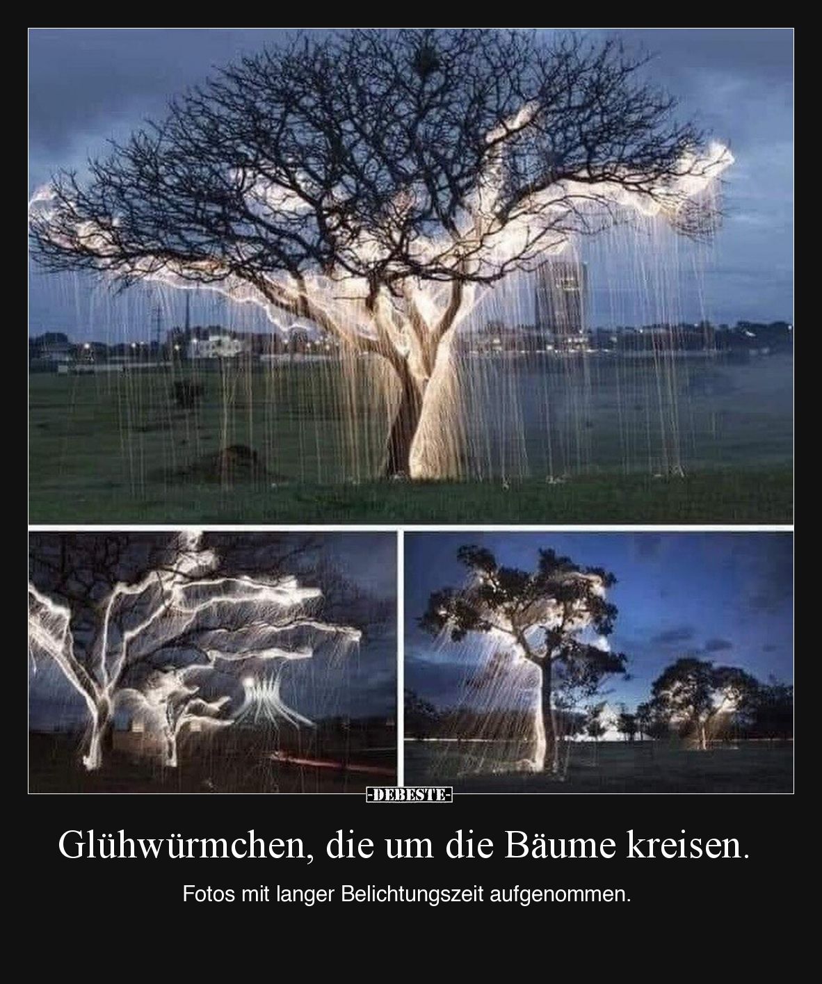 Glühwürmchen, die um die Bäume kreisen.

Fotos mit langer Belichtungszeit aufgenommen.