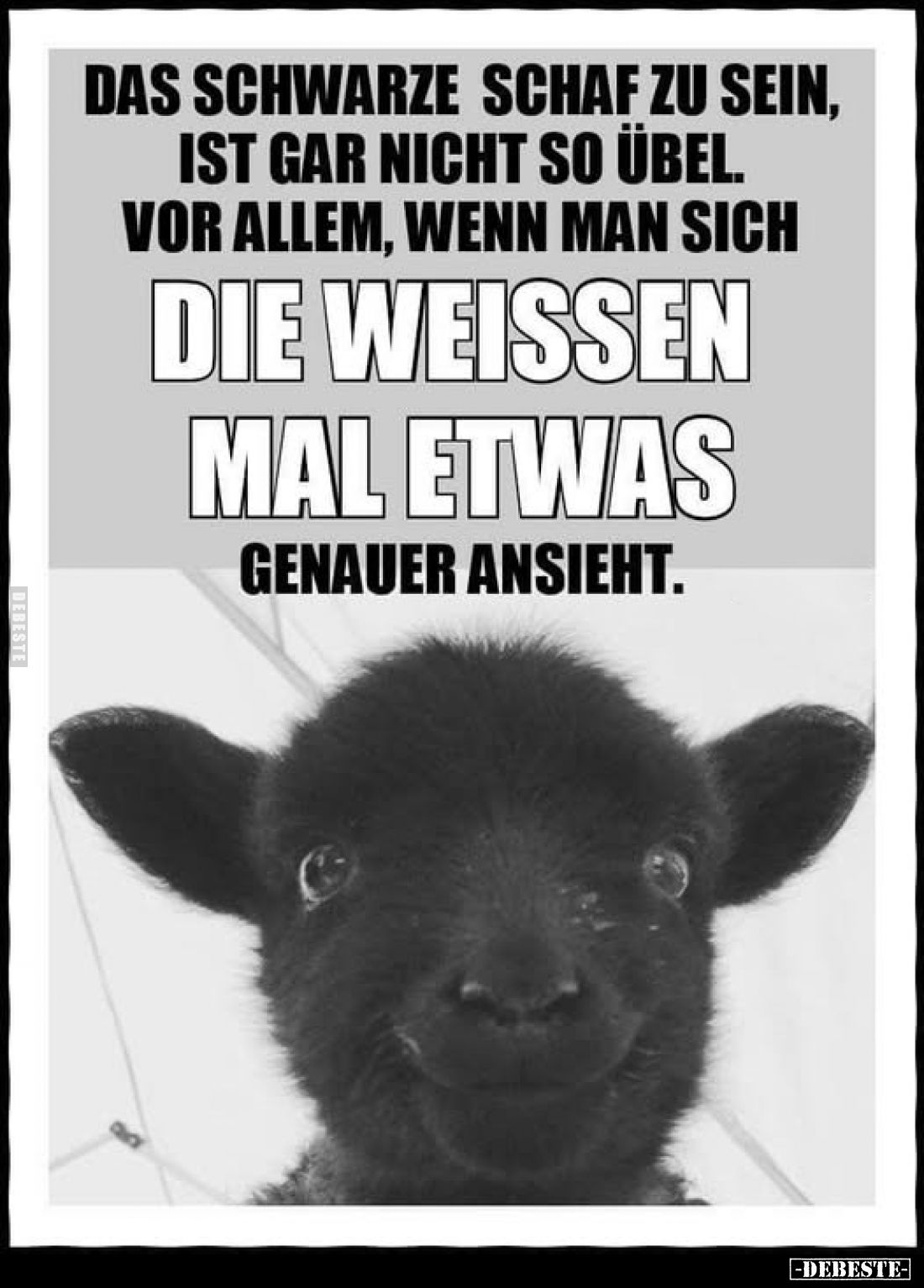 Das schwarze Schaf zu sein, ist gar nicht so übel. Vor allem, wenn man sich
die Weissen mal etwas
genauer ansieht.