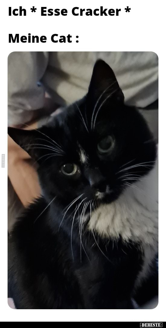 Ich *Esse Cracker* Meine Cat..