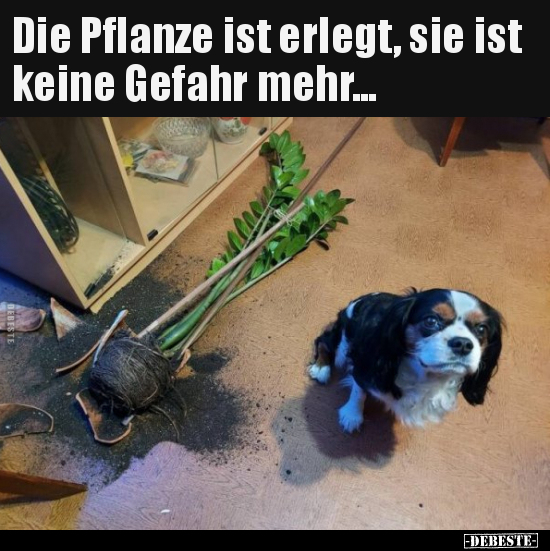 Die Pflanze ist erlegt, sie ist keine Gefahr mehr... - Lustige Bilder | DEBESTE.de