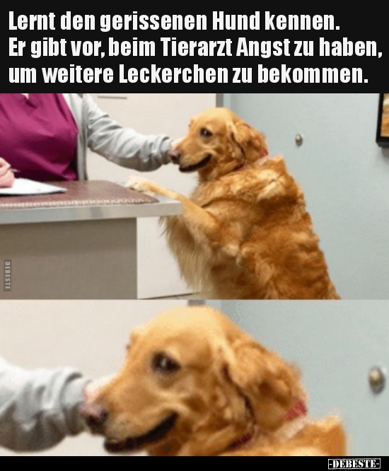 Lernt den gerissenen Hund kennen. Er gibt vor, beim..