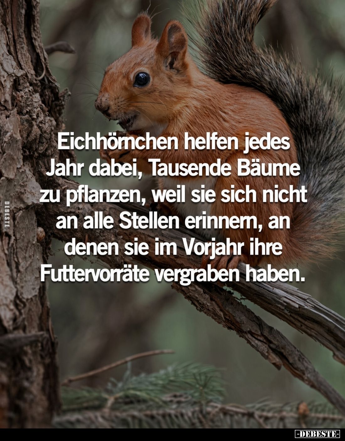 Eichhörnchen helfen jedes Jahr dabei, Tausende Bäume zu pflanzen, weil sie sich nicht an alle Stellen erinnern, an denen sie ...