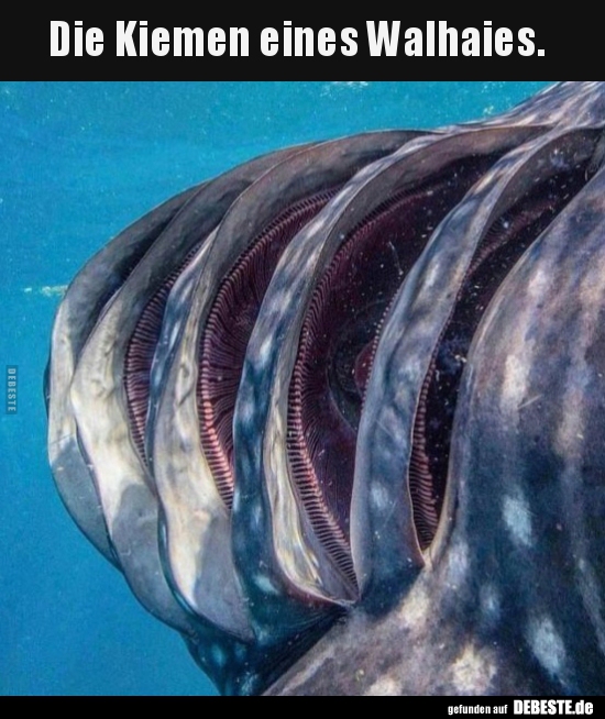Die Kiemen eines Walhaies...