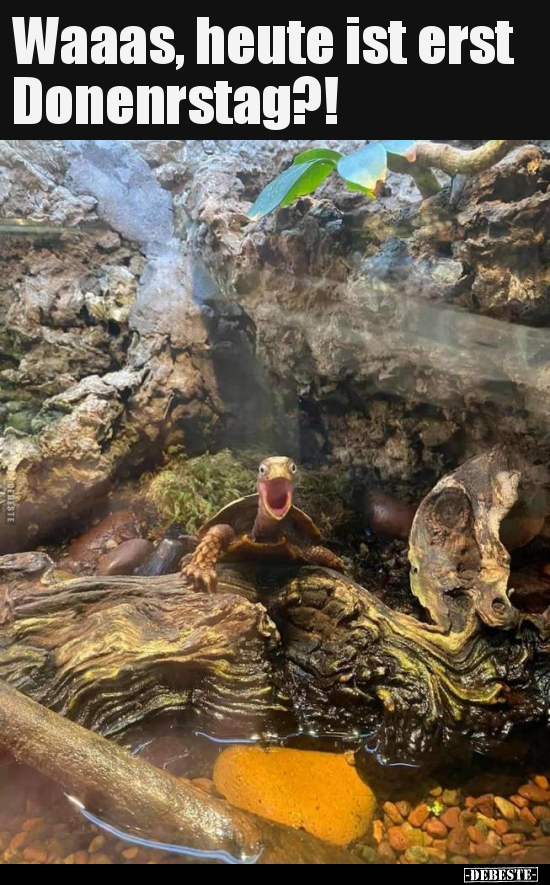 Waaas, heute ist erst Donenrstag?!..