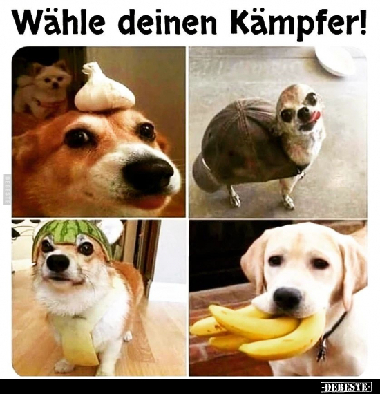 Wähle deinen Kämpfer!